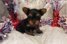 Adorable Tea Cup Yorkie Puppies For Adoption Image eClassifieds4U