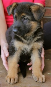 Smart German Shepherd Puppies Ready for adoption Image eClassifieds4u