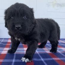 Newfoundland Puppies