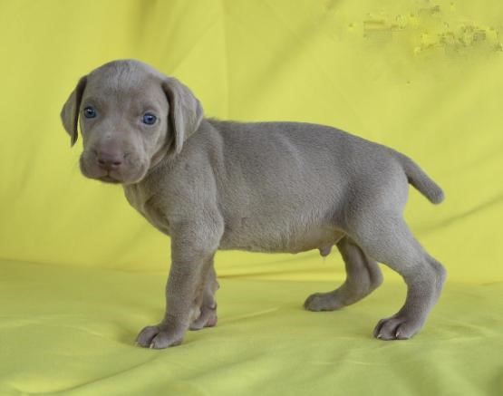Weimaraner Puppies Image eClassifieds4u