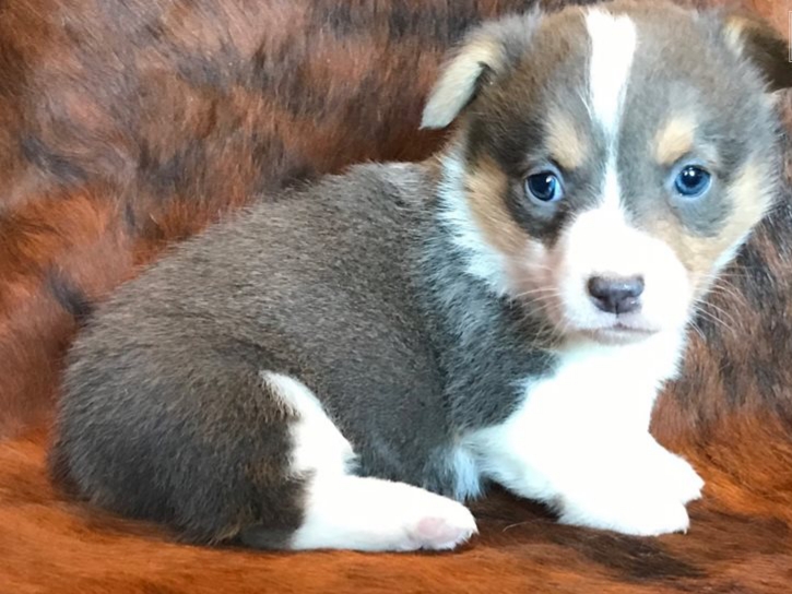 Healthy corgi Puppies For Re-Homing Image eClassifieds4u
