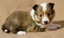 Ckc Sheltland Puppies For Re-Homing