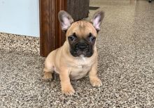 CKC French Bulldog Puppy for free adoption!!!