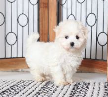 Ckc maltese Puppies