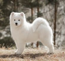 Ckc Samoyed Puppies Email at us [ kurtmorgan51691@gmail.com ]