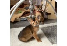 dwfefof dksldil Beautiful Burmese Kittens For Sale
