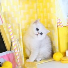 fjhlkk. Persian kittens for sale