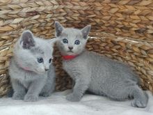 Full Pedigree Russian Blue Kittens