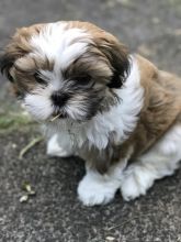 Home Raised shih tzu Puppies For Adoption