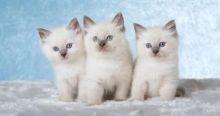 Ragdoll kittens