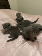 Scottish Fold Kittens for sale