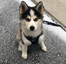 Sensational Ckc pomsky Puppies