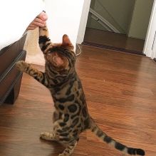 super bengal cat ready to go