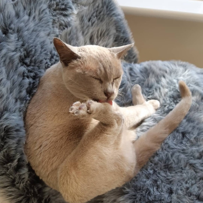 burmese kitten for rescue Image eClassifieds4u