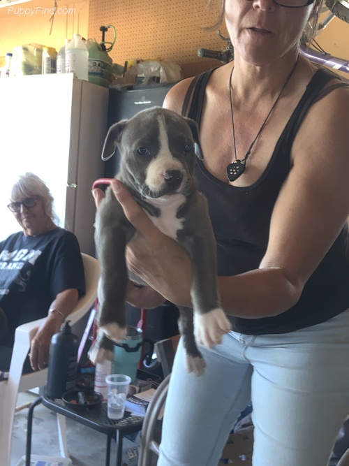 Cute Lovely Blue Nose Pitbull Puppies Male and Female for adoption Image eClassifieds4u