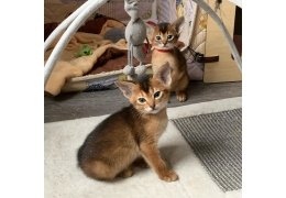 dwfefof dksldil Beautiful Burmese Kittens For Sale Image eClassifieds4u