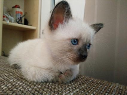 Gorgeous Siames Kittens Ready Image eClassifieds4u