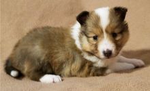 Ckc Sheltland Puppies For Re-Homing Image eClassifieds4U