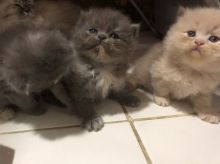 kittens pure breed Image eClassifieds4U