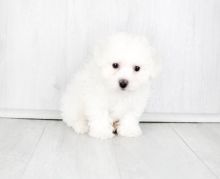 Ckc Bichon Puppies Image eClassifieds4U