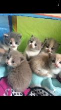 sfhytj gfgh British Shorthair Image eClassifieds4U