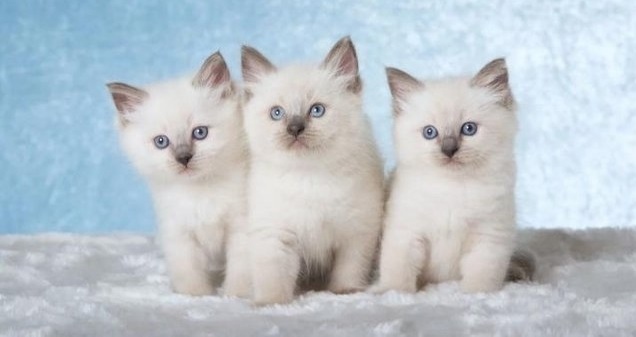 Ragdoll kittens Image eClassifieds4u