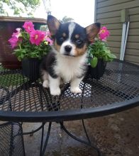 10 Weeks Old Pembroke Welsh Corgi Puppies For Sale, Text +(270) 560-7621