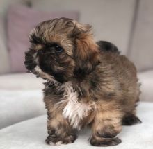 Beautiful Kennel Club Registered Shih Tzu Puppies For Sale, Text +1 (270) 560-7621