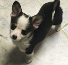 Beautiful Welsh Corgi Pembroke Puppies For Sale, Text +1 (270) 560-7621
