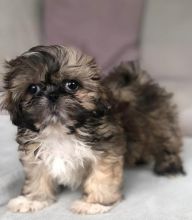 Bright Shih Tzu Puppies For Sale, Text +(270) 560-7621
