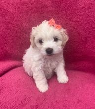 Brilliant Cavachon Puppies For Sale, Text +(270) 560-7621