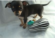 Cute Lovely Chihuahua Puppies Male and Female for adoption