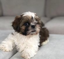 Shih Tzu Puppies For Sale, Text +1 (270) 560-7621