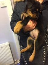 Well trained Rottweiler puppies for new homes