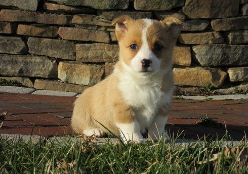 10 Weeks Old Pembroke Welsh Corgi Puppies For Sale, Text +(270) 560-7621 Image eClassifieds4u