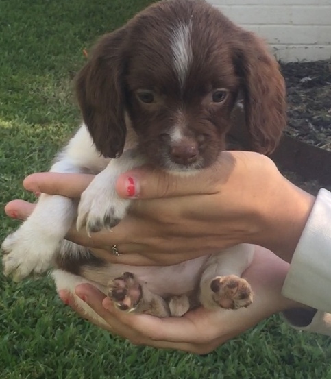 Able and Clean English Springer Spaniel Puppies For Sale, Text +1 (270) 560-7621 Image eClassifieds4u