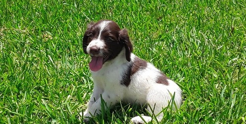 Able and Clean English Springer Spaniel Puppies For Sale, Text +1 (270) 560-7621 Image eClassifieds4u
