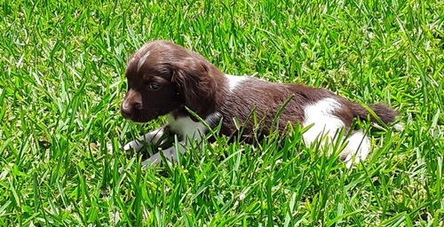 Able and Clean English Springer Spaniel Puppies For Sale, Text +1 (270) 560-7621 Image eClassifieds4u