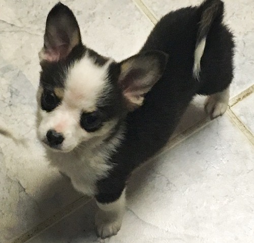 Beautiful Welsh Corgi Pembroke Puppies For Sale, Text +1 (270) 560-7621 Image eClassifieds4u