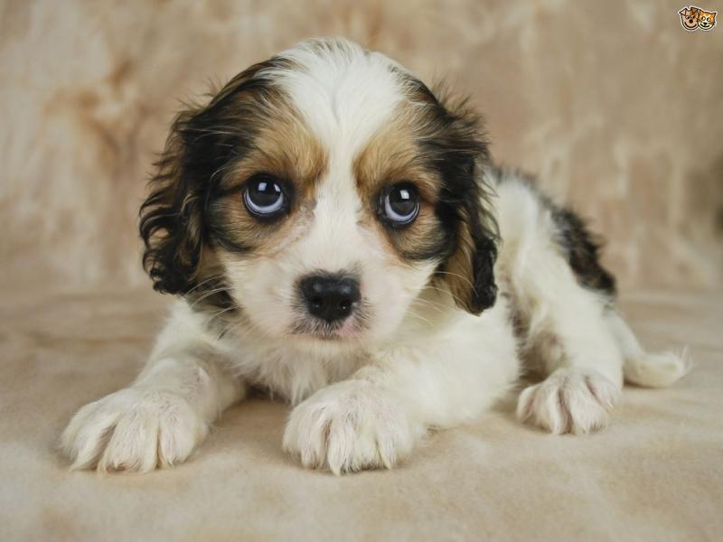 Brilliant Cavachon Puppies For Sale, Text +(270) 560-7621 Image eClassifieds4u