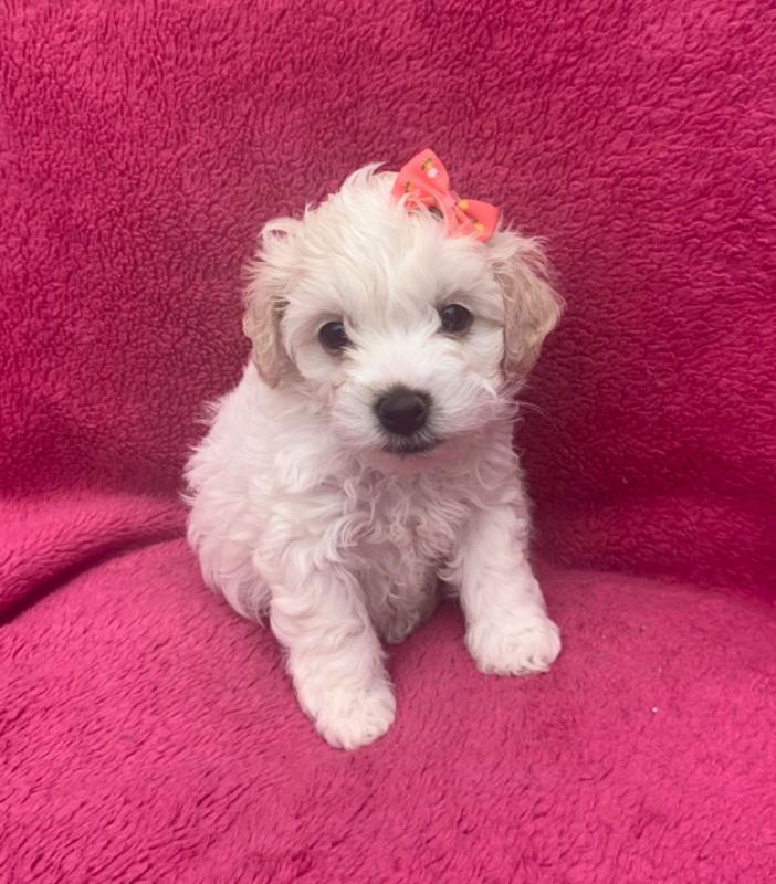 Brilliant Cavachon Puppies For Sale, Text +(270) 560-7621 Image eClassifieds4u