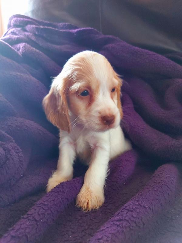 Good and Gorgeous er Spaniel For Sale, Text +(270) 560-7621 Image eClassifieds4u