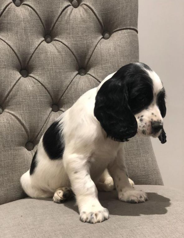 Good and Gorgeous er Spaniel For Sale, Text +(270) 560-7621 Image eClassifieds4u