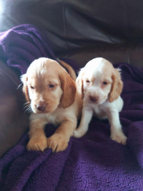 Good and Gorgeous er Spaniel For Sale, Text +(270) 560-7621 Image eClassifieds4u