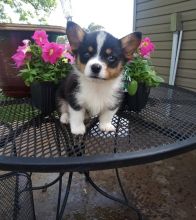 10 Weeks Old Pembroke Welsh Corgi Puppies For Sale, Text +(270) 560-7621 Image eClassifieds4u 1