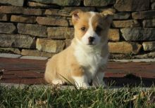 Beautiful Welsh Corgi Pembroke Puppies For Sale, Text +1 (270) 560-7621 Image eClassifieds4u 2