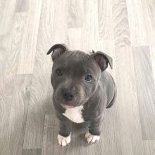 Cute Lovely Blue Nose Pitbull Puppies Male and Female for adoption Image eClassifieds4U