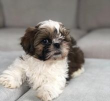 Shih Tzu Puppies For Sale, Text +1 (270) 560-7621 Image eClassifieds4u 1