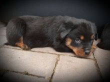 BIG CHUNKY HEALTHY ROTTWEILER