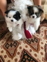 CDFGD pomeranian puppies